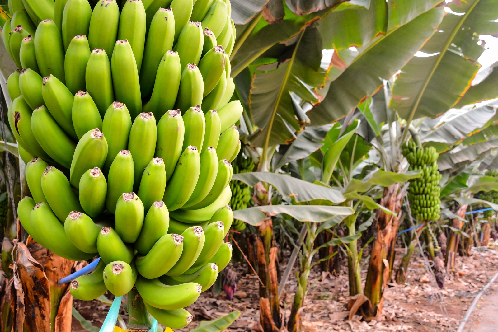 Pakistan Develops Two New Varieties of Bananas