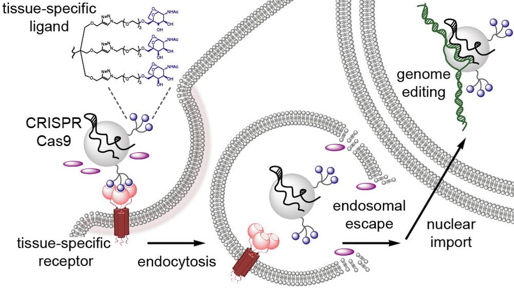 Israeli Scientists Use Gene-Editing Tool to Kill Cancer Cells