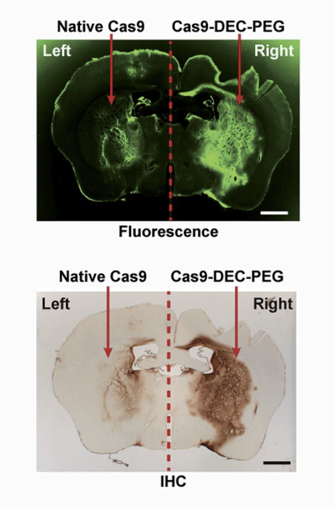 CRISPR/Cas9 | Cancer Study | ProPakistani