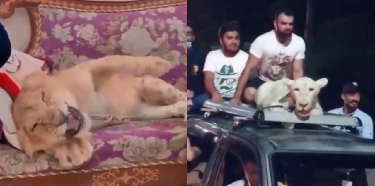 WATCH: Man Beats & Tortures Little Cub On Camera For Sick Entertainment
