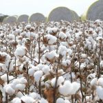 fbr-exempts-customs-duty-on-import-of-cotton