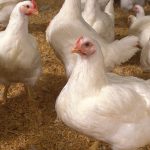 inquiry-reveals-how-cartelization-has-increased-prices-for-the-poultry-industry