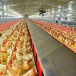 govt-to-officially-regulate-poultry:-minister