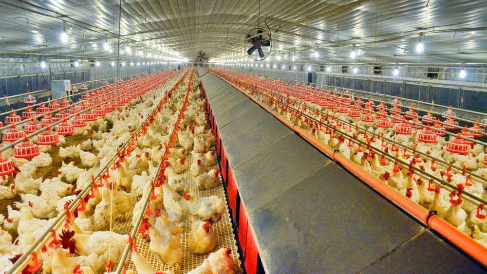 Govt to Officially Regulate Poultry: Minister