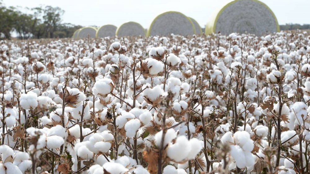 Cotton Imports Rise 46% as Local Production Falls Drastically