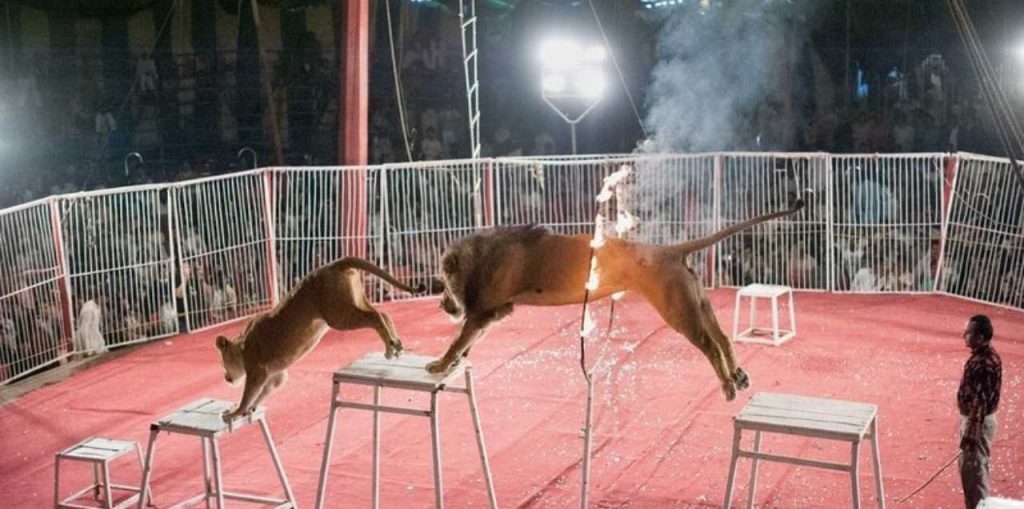 sign-the-petition!-it-is-high-time-circuses-in-pakistan-stop-exploiting-&-torturing-animals