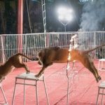 sign-the-petition!-it-is-high-time-circuses-in-pakistan-stop-exploiting-&-torturing-animals