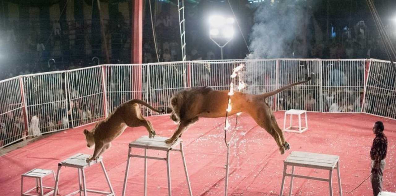 Sign The Petition! It Is High Time Circuses In Pakistan Stop Exploiting & Torturing Animals