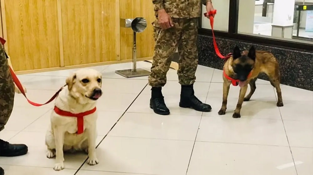 sniffer-dogs-detect-infected-passenger-at-peshawar-airport