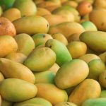 pakistan-to-export-150,000-tons-of-mango-in-2021-despite-issues