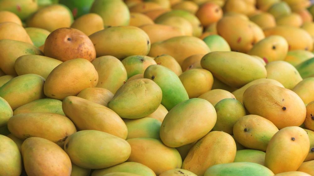 Pakistan to Export 150,000 Tons of Mango in 2021 Despite Issues