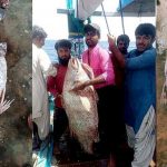 this-fish-was-just-sold-for-rs-7.8-million-in-gwadar