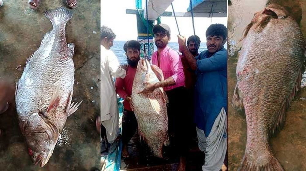 This Fish Was Just Sold for Rs. 7.8 Million in Gwadar