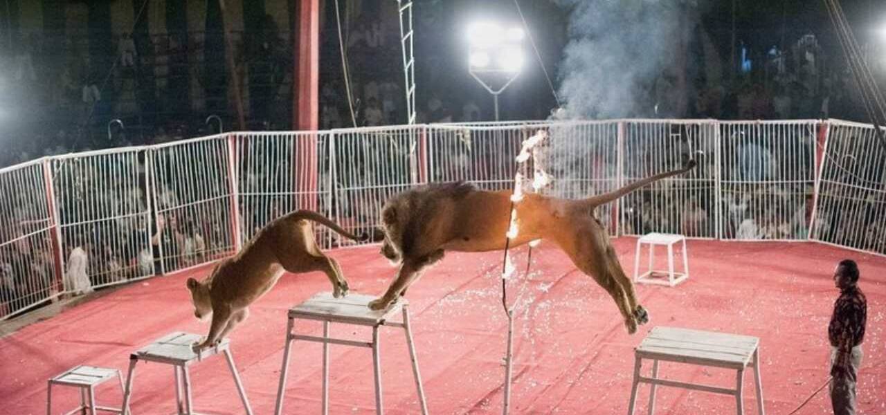 Animal Abuse Pakistan