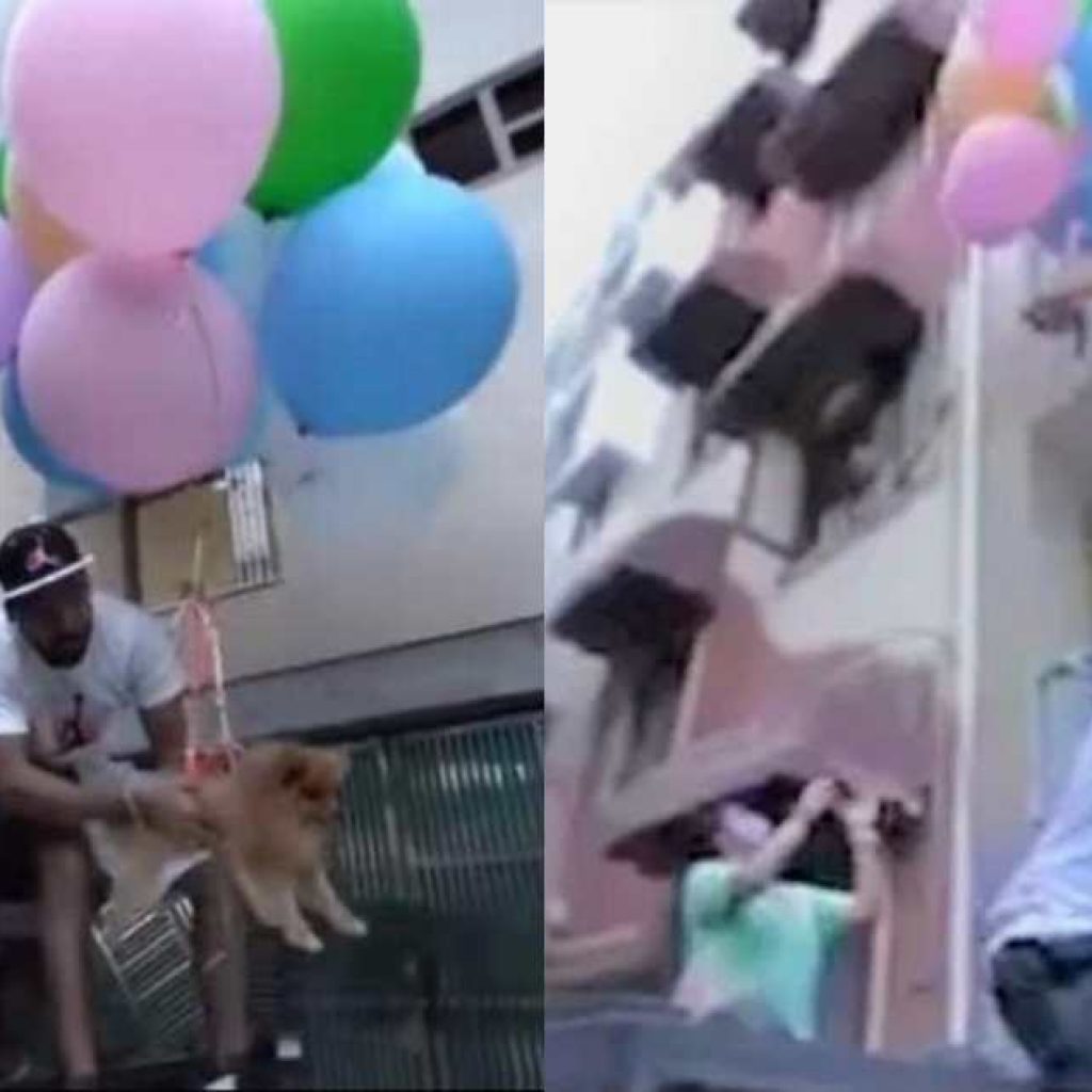 a-youtuber-tries-to-fly-helpless-dog-with-helium-balloons-for-vlog-–-video-goes-viral!