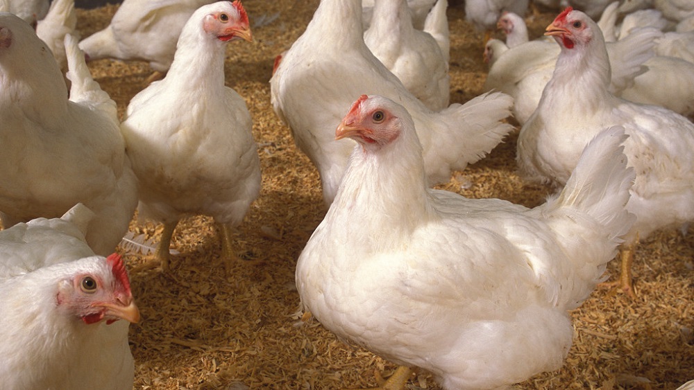 CCP Raids Pakistan Poultry Association