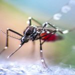 scientists-find-a-simple-way-to-reduce-dengue-infections-by-77%