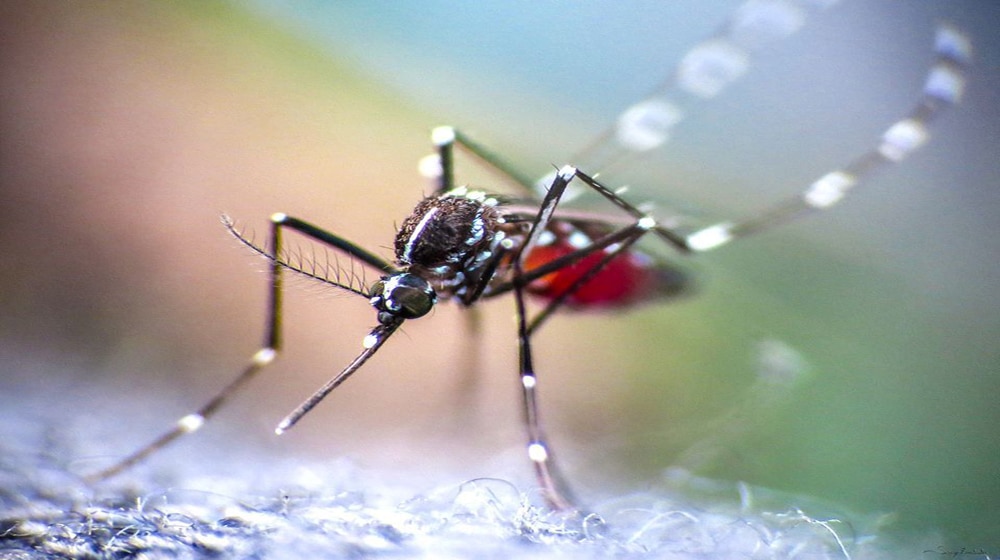 Scientists Find A Simple Way to Reduce Dengue Infections by 77%
