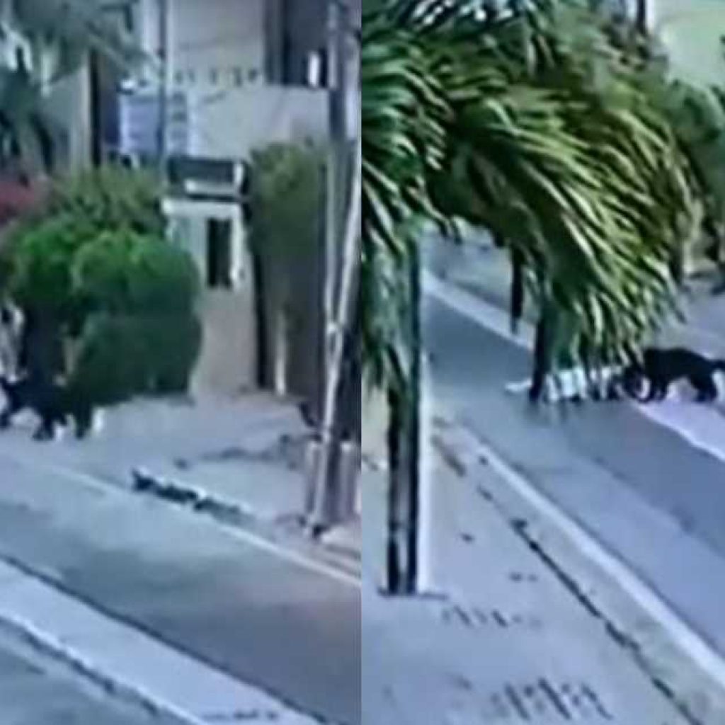 2-pet-dogs-attack-&-maul-a-karachi-man-in-dha-–-cctv-footage-goes-viral!