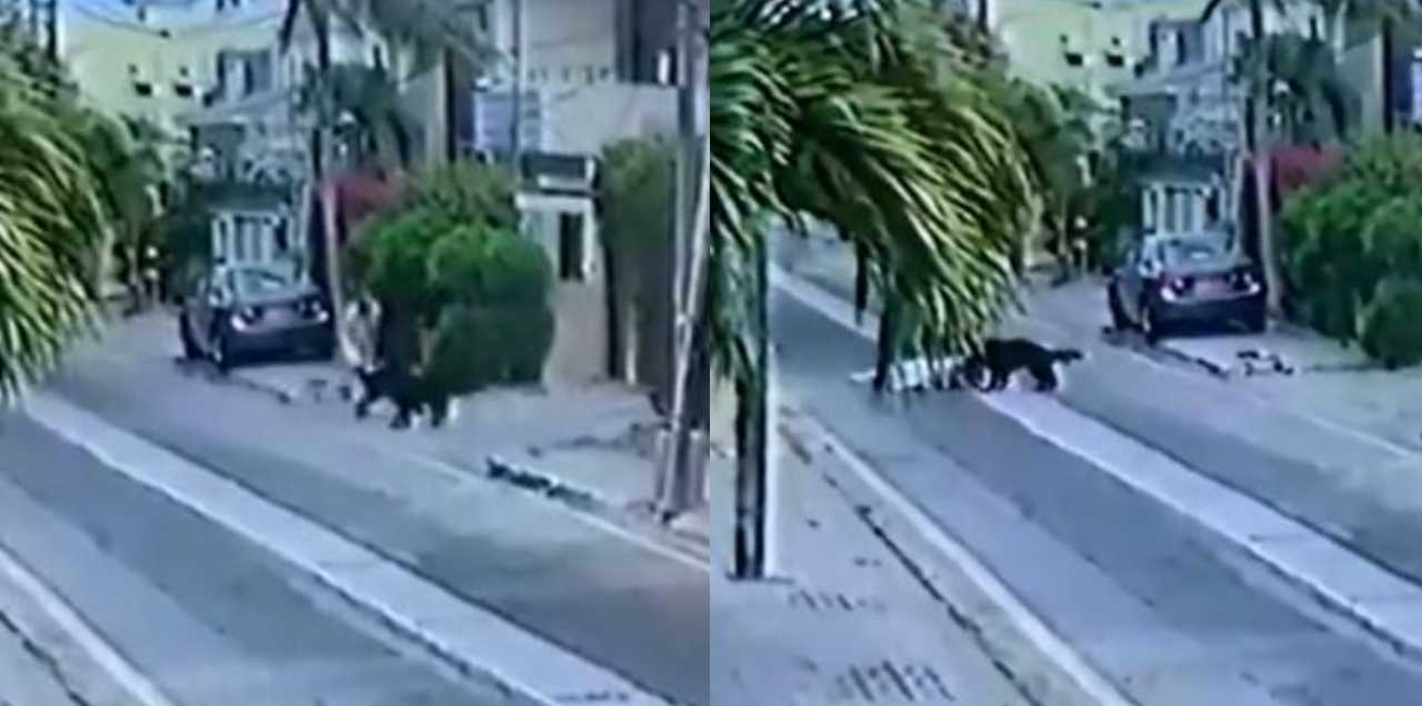 2 Pet Dogs Attack & Maul A Karachi Man In DHA – CCTV Footage Goes Viral!