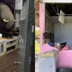 watch:-hungry-for-midnight-munchies,-elephant-crashes-through-a-kitchen-wall-in-thailand