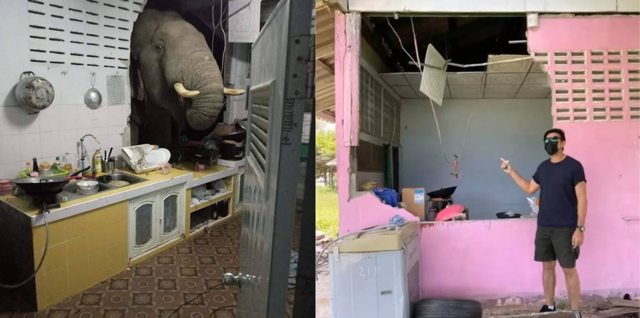 WATCH: Hungry For Midnight Munchies, Elephant Crashes Through A Kitchen Wall In Thailand