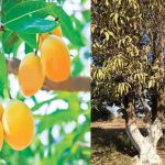 commerce-advisor-predicts-mango-exports-for-next-year