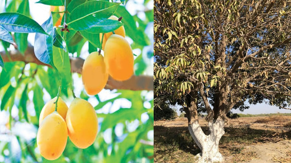 Commerce Advisor Predicts Mango Exports for Next Year