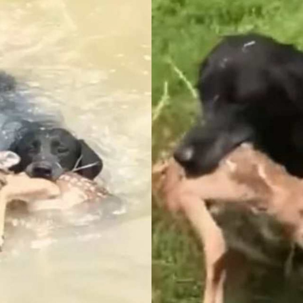 this-video-of-a-‘hero’-dog-saving-a-baby-deer-from-drowning-will-melt-your-heart