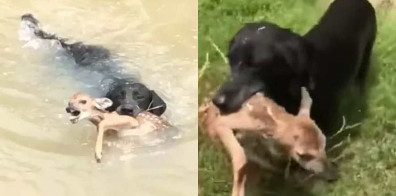 This Video Of A ‘Hero’ Dog Saving A Baby Deer From Drowning Will Melt Your Heart