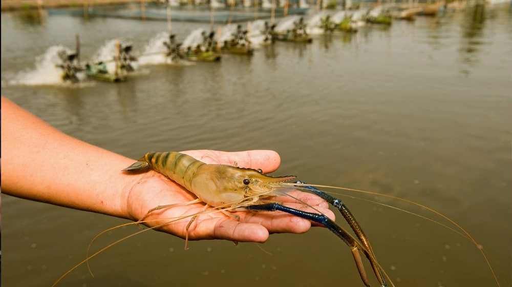 Sindh, Balochistan Take the Lead as Punjab Lags Behind in Shrimp Farming Project