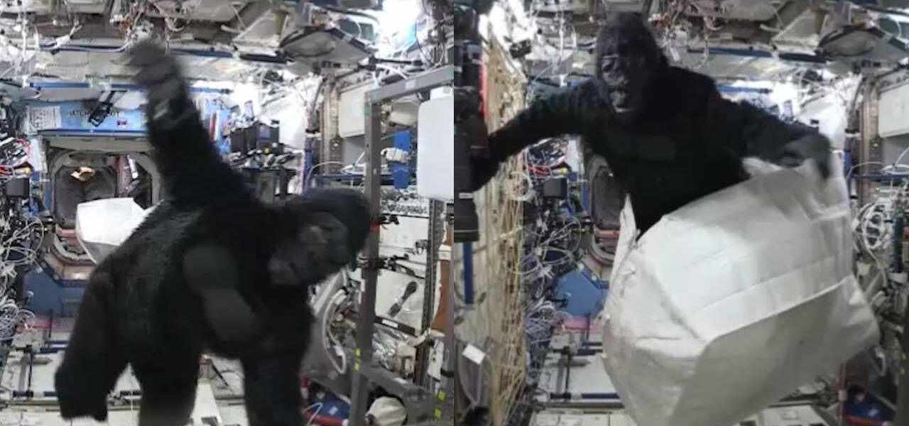 gorilla in space