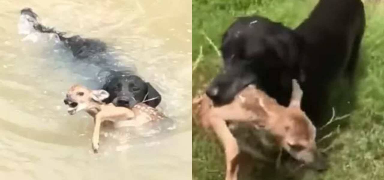 Dog Saves A Baby Deer From Drowning - Heartwarming