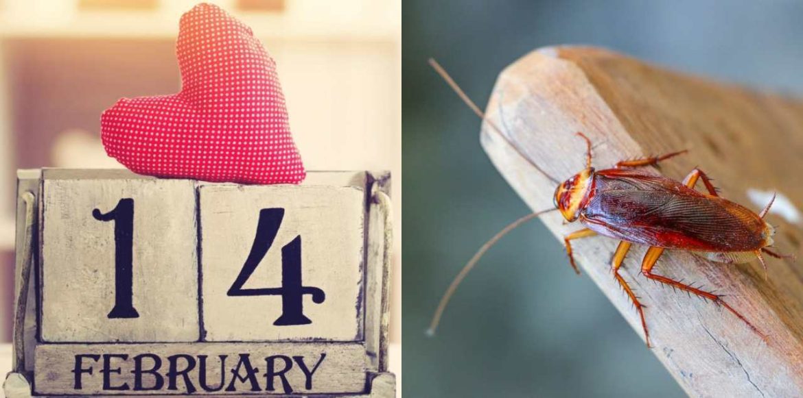 You Can Now Name A Cockroach After Your Ex On Valentine’s Day & Ruin Their Day