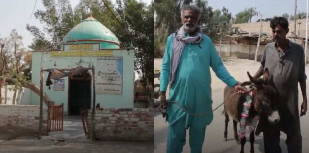 Devotees Offer Living Male Donkey To Shrine In Sindh In Exchange For Birth Of Male Child