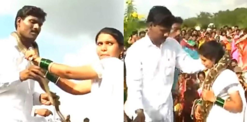 watch:-bride-&-groom-exchange-snake-garlands-instead-of-flower-on-their-wedding