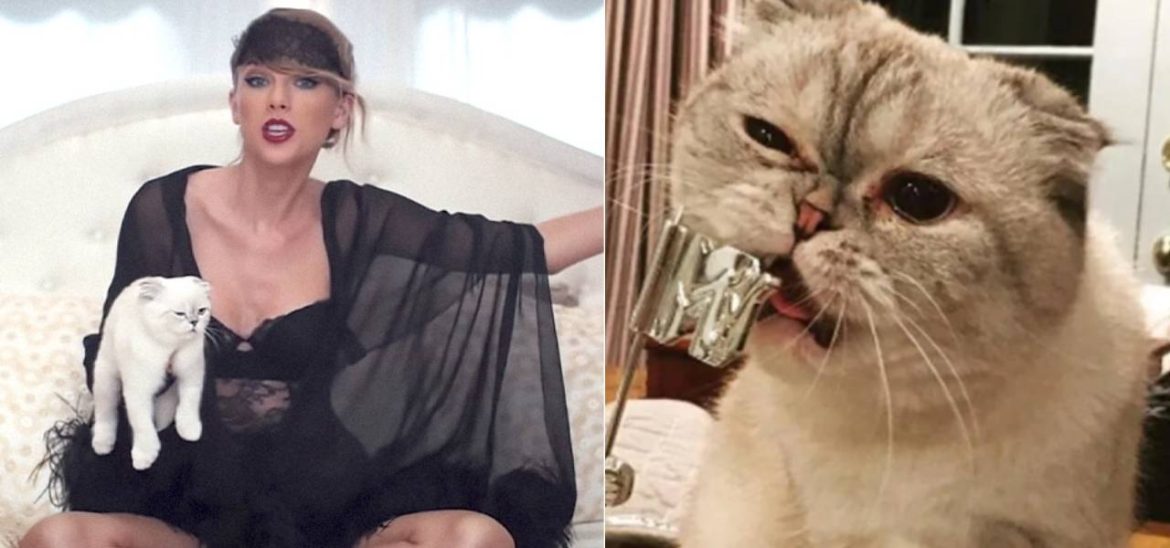 World’s Third-Richest Pet! Taylor Swift Cat Olivia Benson Worth $97 Million