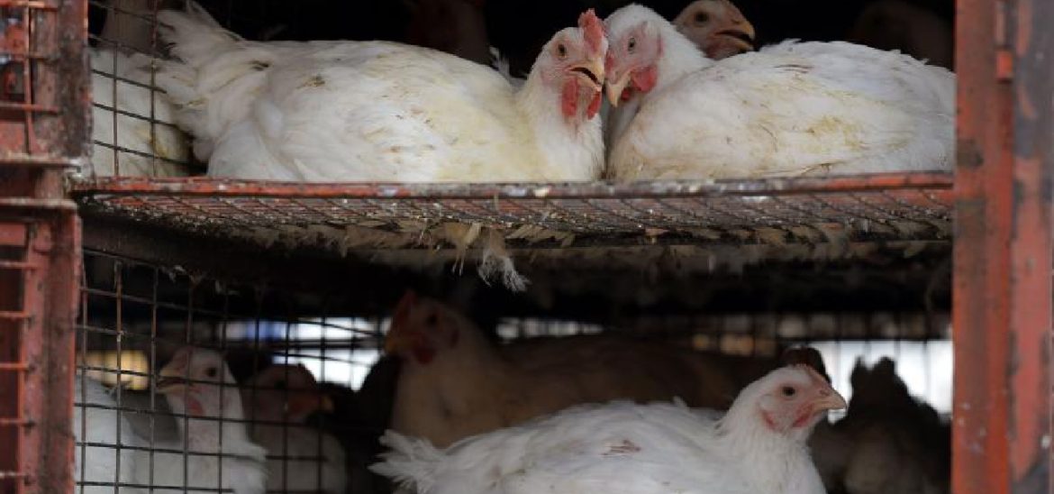 Chicken Prices in Pakistan Break All Previous Records