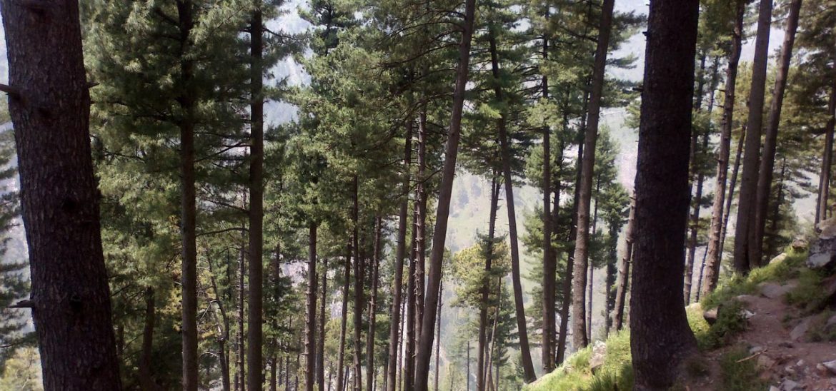 Importance of Forest In Pakistan 2024 That You Should Know