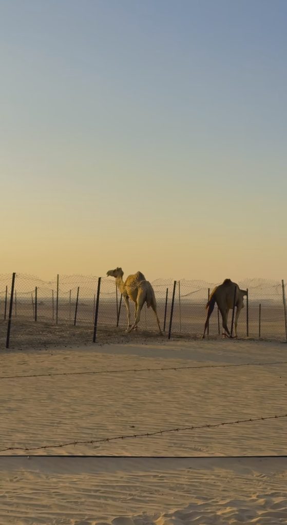 Kanwal & Zulqarnain Share Reels & Pictures From Desert Safari