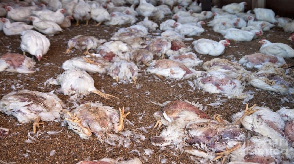 800 Kg of Dead Chicken Meat Caught Before Entering Markets