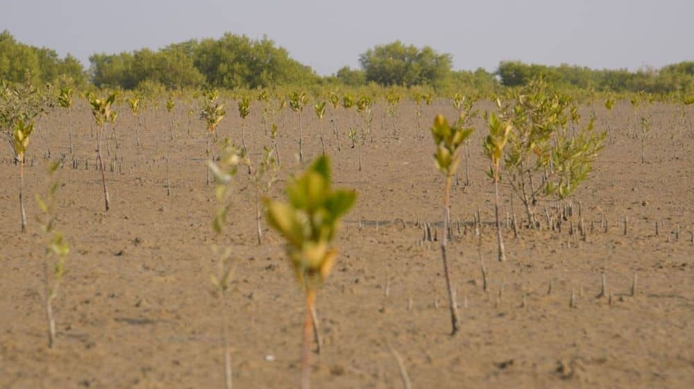 Bank Alfalah and WWF-Pakistan Join Forces on World Environment Day to Plant Mangroves in Balochistan