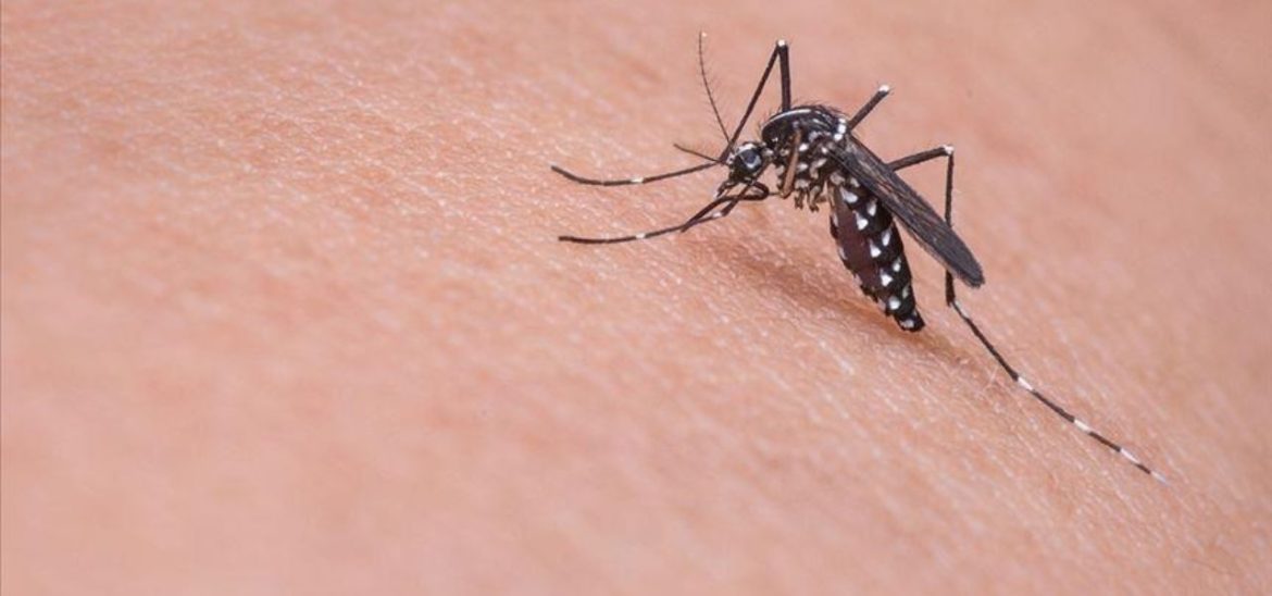 Israel: West Nile Virus Infects 153 Patients and Killed 11