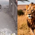 lion-escapes-and-roams-lahore-streets