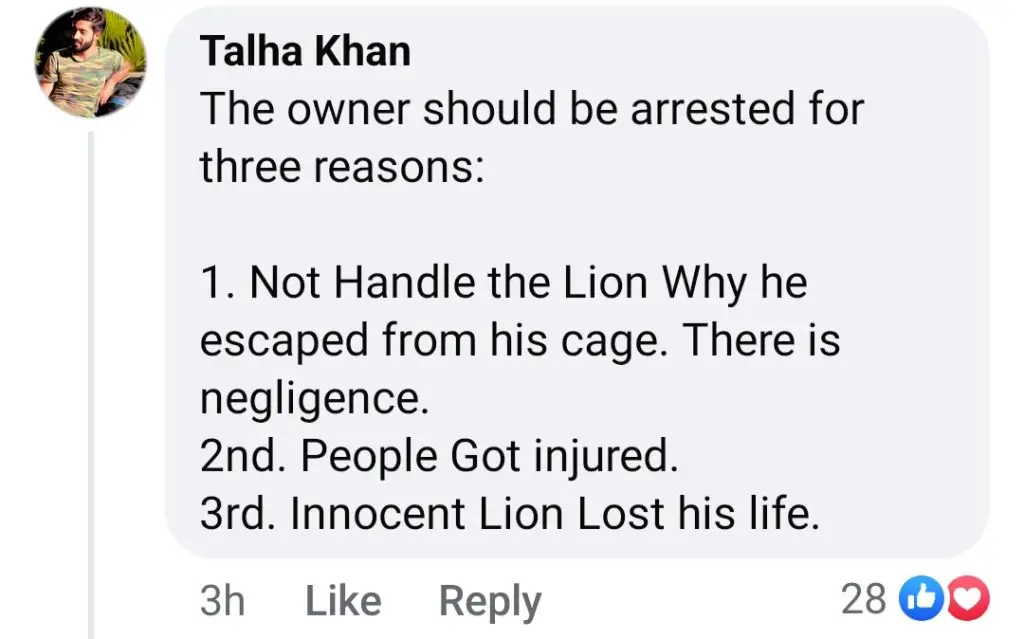 Lion Escapes And Roams Lahore Streets